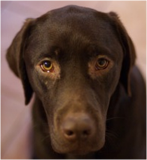 Chocolate labrador